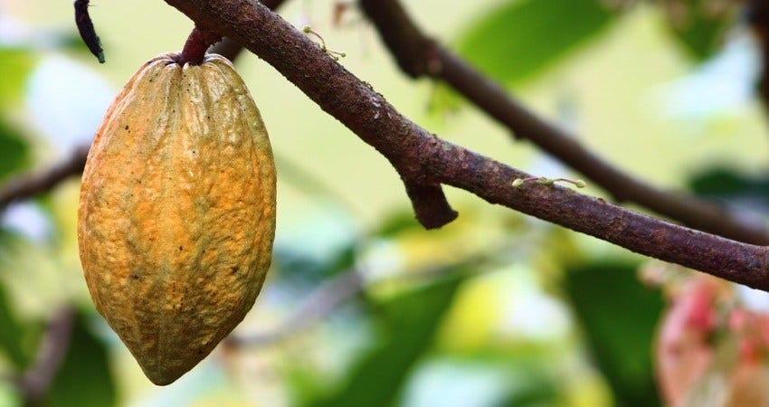 cocoa 1.jpg
