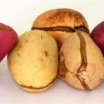 kolanut