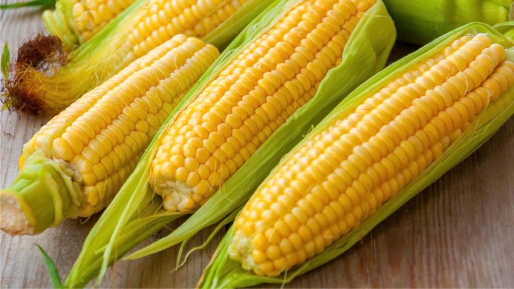 maize 1.jpg