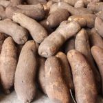 yam 1.jpg